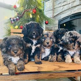 Bernedoodle and Pyredoodle Puppies from FDF Pyredoodles & Bernedoodles