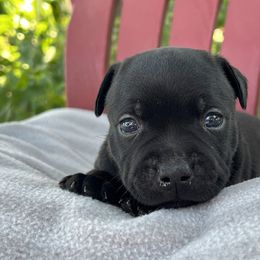 Boy 1 - Brindle male Staffordshire Bull Terrier puppy in Houston, Texas from Breaking Bad Staffords