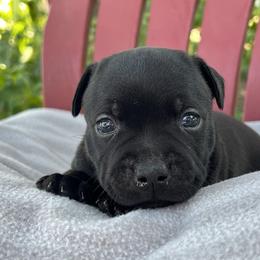 Boy 1 - Brindle male Staffordshire Bull Terrier puppy in Houston, Texas from Breaking Bad Staffords