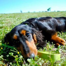Dachshund Puppies from Lavendell Dachshunds