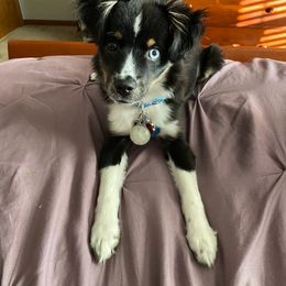 Miniature Australian Shepherd and Toy Australian Shepherd Puppies from Pawesome Lil Aussies