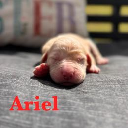 Ariel - Apricot female Goldendoodle puppy in Greenville, North Carolina from ENC Goldendoodles