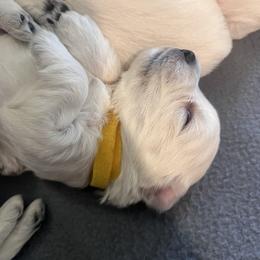 Yellow - White male West Highland White Terrier puppy in Kuna, Idaho from Treasure Valley Idaho Westies