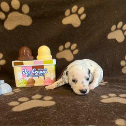 Cookies N Cream- Maroon- LUA - White and black female Dalmatian puppy in Claremore, Oklahoma from Lotsofdots Dalmatians