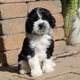 Australian Labradoodle Puppies from Catskill Country Labradoodles