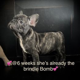 French Bulldog and Pug Puppies from Lyons Heart Pups