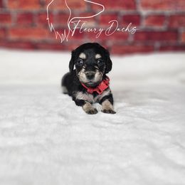 OS1-1 - Black and cream female Dachshund puppy in Martin City, Montana from FleuryDachs