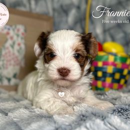 Morkie, Shorkie, and Yorkshire Terrier Puppies from Yorkie and Morkie Boutique