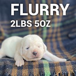 Flurry - Yellow female Labrador Retriever puppy in Puyallup, Washington from 12 Door Farm Labradors