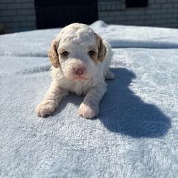 Zoe - Parti female Goldendoodle puppy in Estesburg, Kentucky from Wet Goldendoodle Kisses
