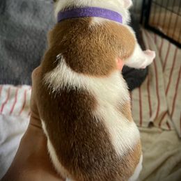 Staffordshire Bull Terrier Puppies from 1LoveStaffies-Hawaii