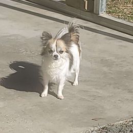 Mae-Zee - Chihuahua