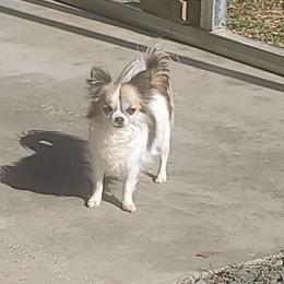 Mae-Zee - Chihuahua