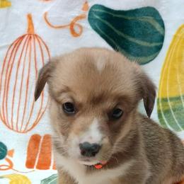 Pembroke Welsh Corgi Puppies from Episode Corgis