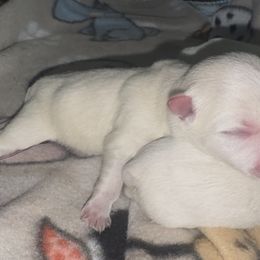 Male 1 - White male West Highland White Terrier puppy in Mcneal, Arizona from Olympian Giant Schnauzers and Westie’s!