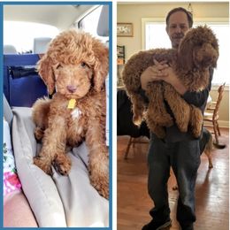 Labradoodle Puppies from Our Lovable Labradoodles