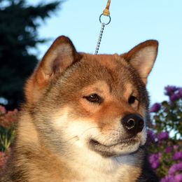 Sniper - Shiba Inu