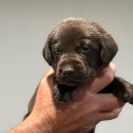 Snipe - Chocolate male Labrador Retriever puppy in Isle, Minnesota from Dog Ear Outfitters