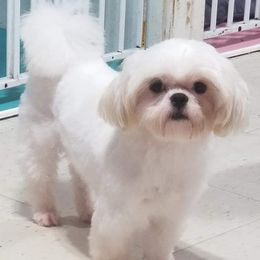 Casper - Shih Tzu