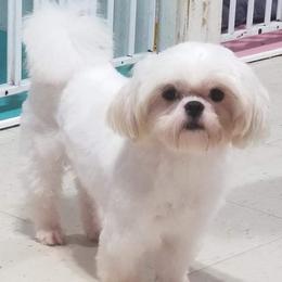 Casper - Shih Tzu