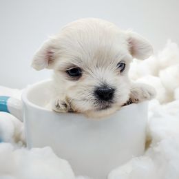 Companion Cross, Maltese, and Maltipoo Puppies from Seeking Shalom Acres Maltese, Maltipoos & Havamalts