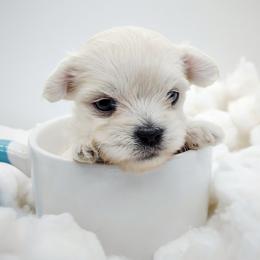 Companion Cross, Maltese, and Maltipoo Puppies from Seeking Shalom Acres Maltese, Maltipoos & Havamalts