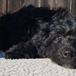 Aries - Black and white Aussiedoodle puppy in Stockton, California from Family Doodles