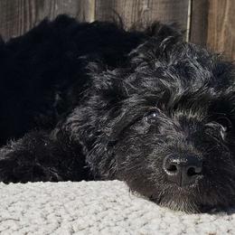 Aries - Black and white Aussiedoodle puppy in Stockton, California from Family Doodles