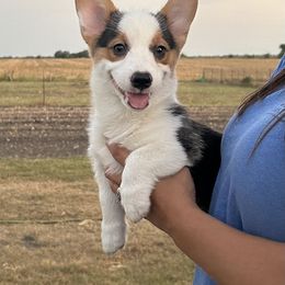 Boy 1 - Pembroke Welsh Corgi puppy from JK Ranch Corgis