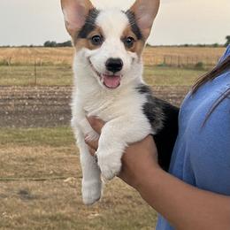 Boy 1 - Pembroke Welsh Corgi puppy from JK Ranch Corgis
