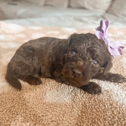 Bombshell - Chocolate female Goldendoodle puppy in Middletown, Ohio from Lady Doodle Farm