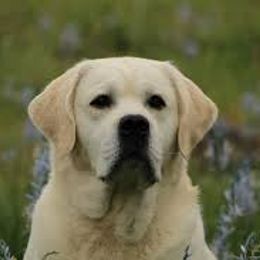 Labrador Retriever Puppies from Carvins Cove English Labradors