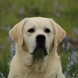 Labrador Retriever Puppies from Carvins Cove English Labradors