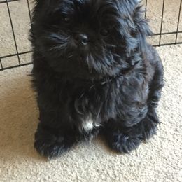 Shih Tzu Puppies from Sweet on Tzu