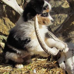Miniature American Shepherd Puppies from Karen Ross's Miniature American Shepherds