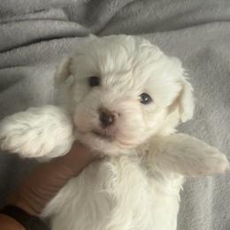 Clay - White male Maltipoo puppy in Buffalo, New York from Debra Stacey's Maltipoo Puppies