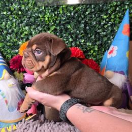 Queenie - Chocolate tri-color female Bulldog puppy in Burleson, Texas from Diamond Deluxx Frenchies