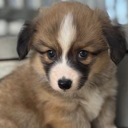 American Corgis and Pembroke Welsh Corgis from Hannah Johnson