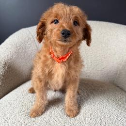 Jax - Apricot male Goldendoodle puppy in Lowville, New York from Adirondack Goldendoodles