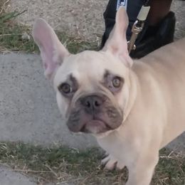 French Bulldogs from KC Family Frenchies LLC