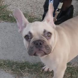 French Bulldogs from KC Family Frenchies LLC