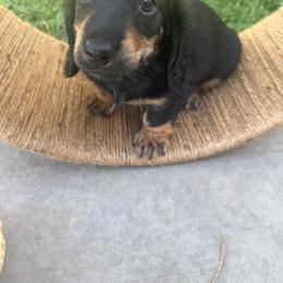 Classic black and tan male longhair mini - Black and tan male Dachshund puppy in Manteca, California from Sweet and Low Dachshunds