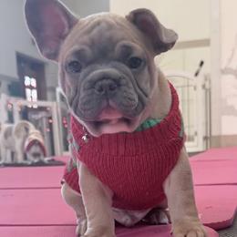 Adam - Blue fawn male French Bulldog puppy in Pine Township, Pennsylvania from BlueCairo Frenchies