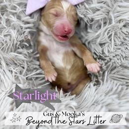 Starlight - Red  female Goldendoodle puppy in Anderson, South Carolina from Brinkerhoff Doodle Farm