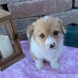 Aspen-Red Merle - Red merle and white female American Corgi puppy in Scottown, Ohio from Wyndy Ridge Corgis