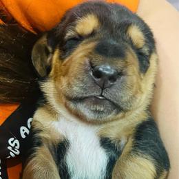 Male black and tan small (Dexter) - Black and brown male Basset Hound puppy in Oviedo, Florida from Boss Farms