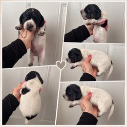 Pie boy 1 - Piebald male Dachshund puppy in Madison, Wisconsin from SK Miniature   Dachshunds