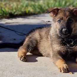 German Shepherd Puppies from Vom Haus Denfors K9