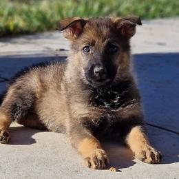 German Shepherd Puppies from Vom Haus Denfors K9