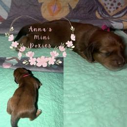 Spark (no collar and pink) - Dapple female Dachshund puppy in Pope, Mississippi from Anna’s Mini Doxies